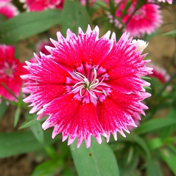 Dianthus (Red) - Plant ( Combo Pack )